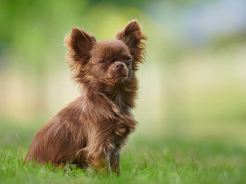 Brown Chihuahua sitting upright in a field of grass.