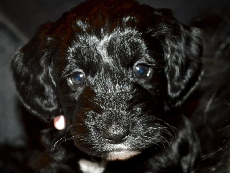 A young Cockapoo puppy with white markings on her chin.