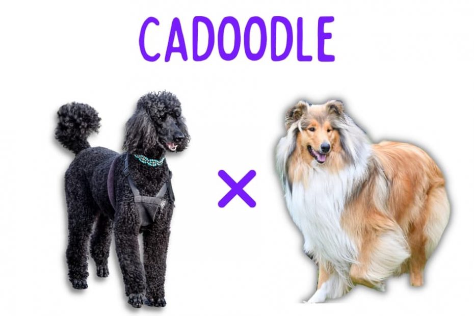 Standard Poodle standing next to a Rough Collie with text above that says "Cadoodle"