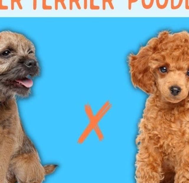 Two dogs with the words terrier poodle vs poodle.