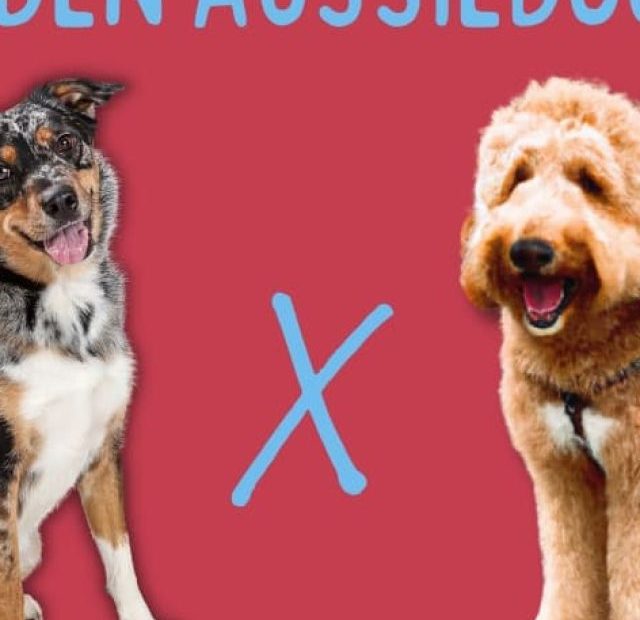 Golden aussiedog vs golden retriever.