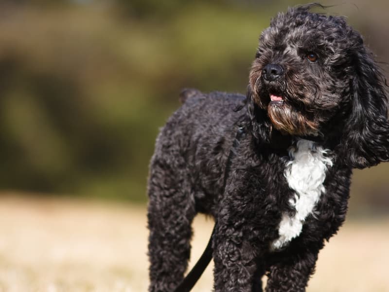 A white and black Cockapoo standing outside on a windy day.