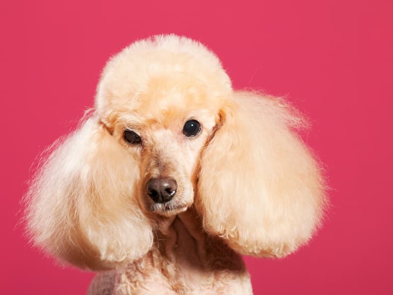 An apricot-colored Poodle with fluffy ears.
