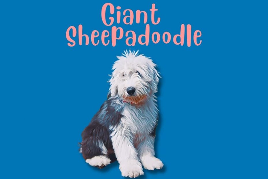 Cartoon render of a Sheepadoodle with text above saying "Giant Sheepadoodle."