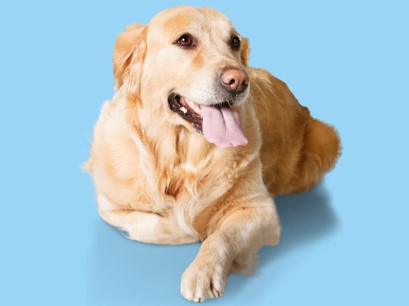 Golden Retriever laying down with a light blue background behind him.