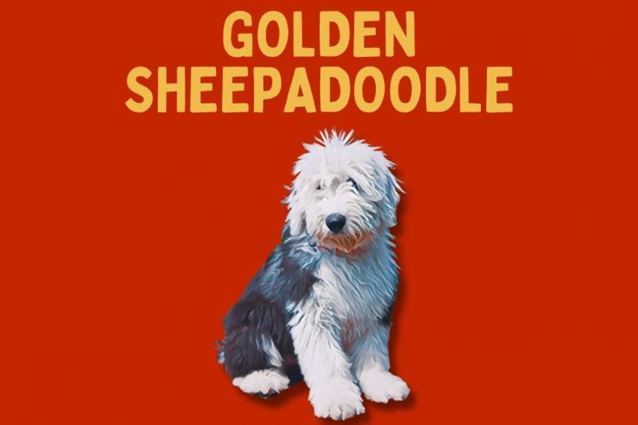 Cartoon Sheepadoodle with text above saying "Golden Sheepadoodle"