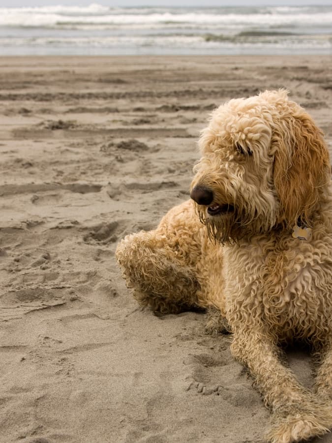 Adult Goldendoodle laying on a beach