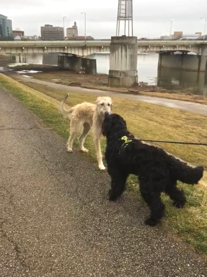 Bernedoodle puppy meeting an Irish Wolfhound on a walking path.