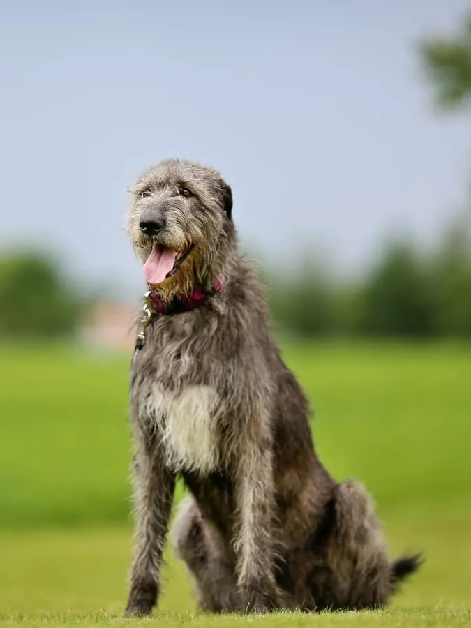 Adult Irish Wolfhound sitting tall outside on the grass.