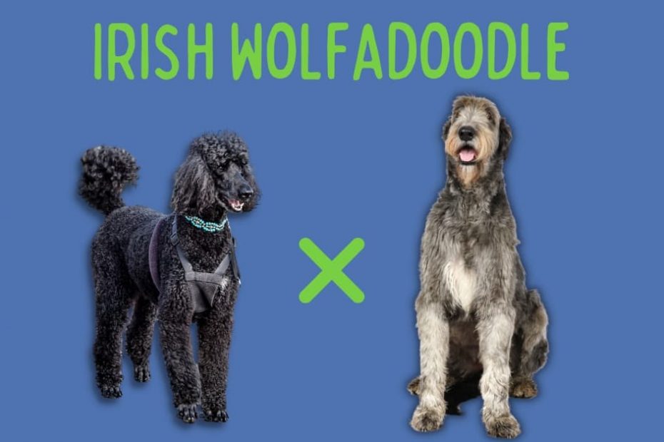 Standard Poodle next to an Irish Wolfhound with text above saying "Irish Wolfadoodle"