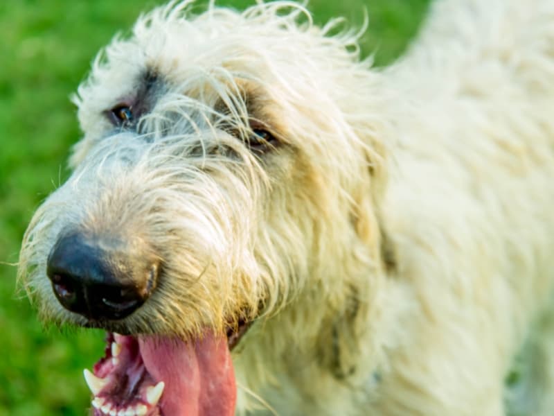 Irish Wolfhound with this tongue hanging out.