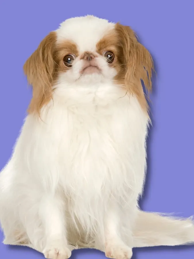 Portrait of a Japanese Chin dog sitting up right with a purple background.