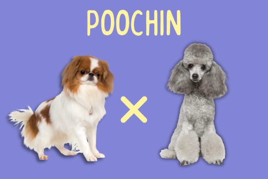 Japanese Chin standing next to a Mini Poodle with text above that says "Poochin"