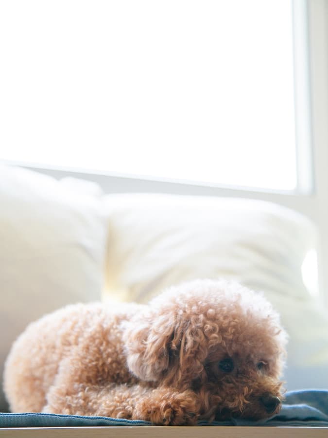 An apricot-colored Miniature Poodle taking a nap.
