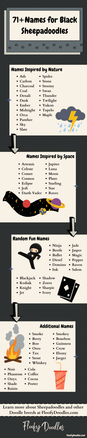 71+ Cute Black Sheepadoodle Names [Infographic]