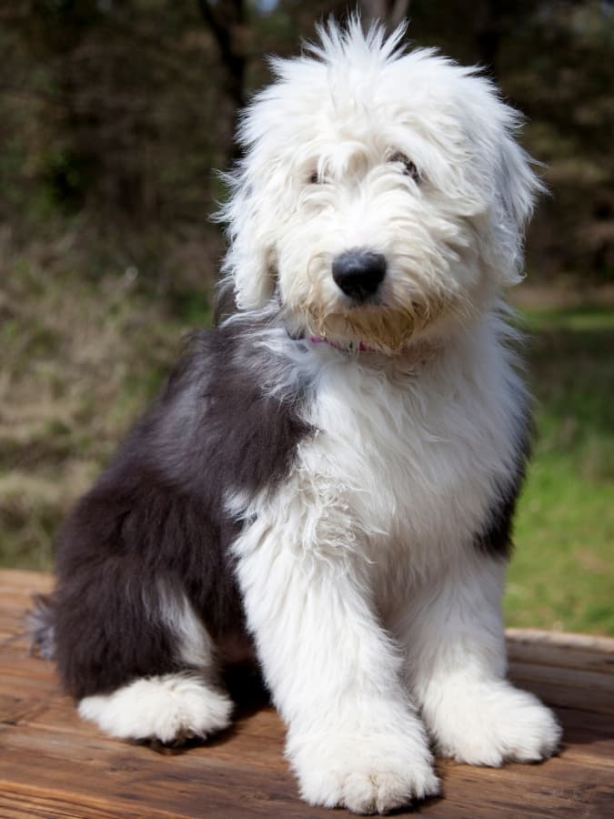 Adorable Old English Sheepdog sitting on a wooden patio.