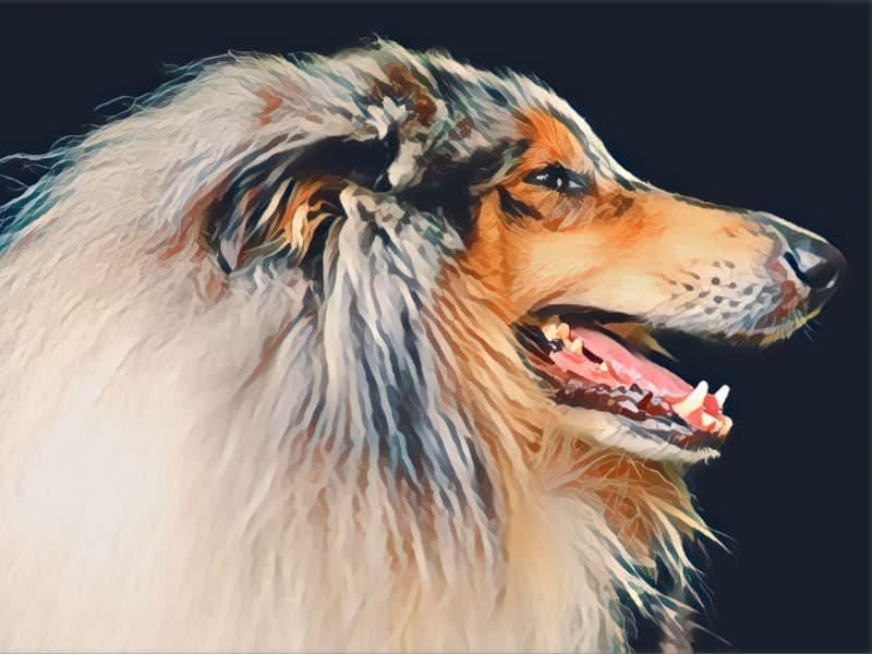 Artistic rendering of a Rough Collie.