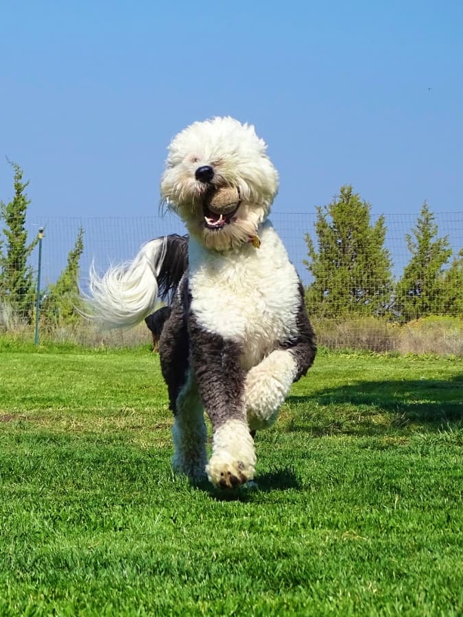 Sheepadoodle playing with a ball on a sunny day.