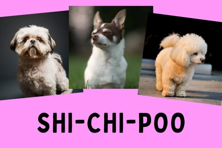 A Shih Tzu, Chihuahua, and Toy Poodle next to each other with text below reading "Shi-Chi-Poo"