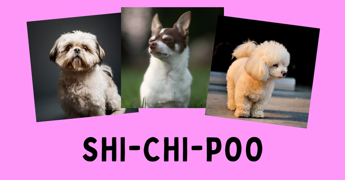 Grøn At hoppe etage Shih Tzu Chihuahua Poodle Mix: Meet the Shi-Chi-Poo!