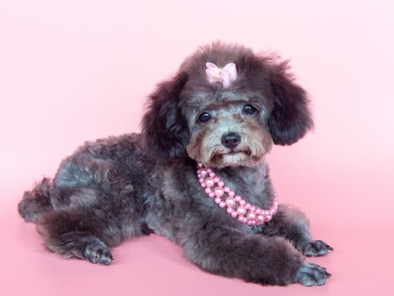 Toy Poodle dressed in pink garments with a pink background.