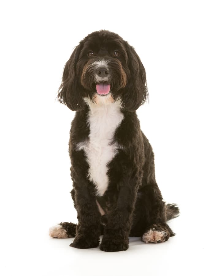 A Tuxedo Cockapoo sitting upright with a white background.