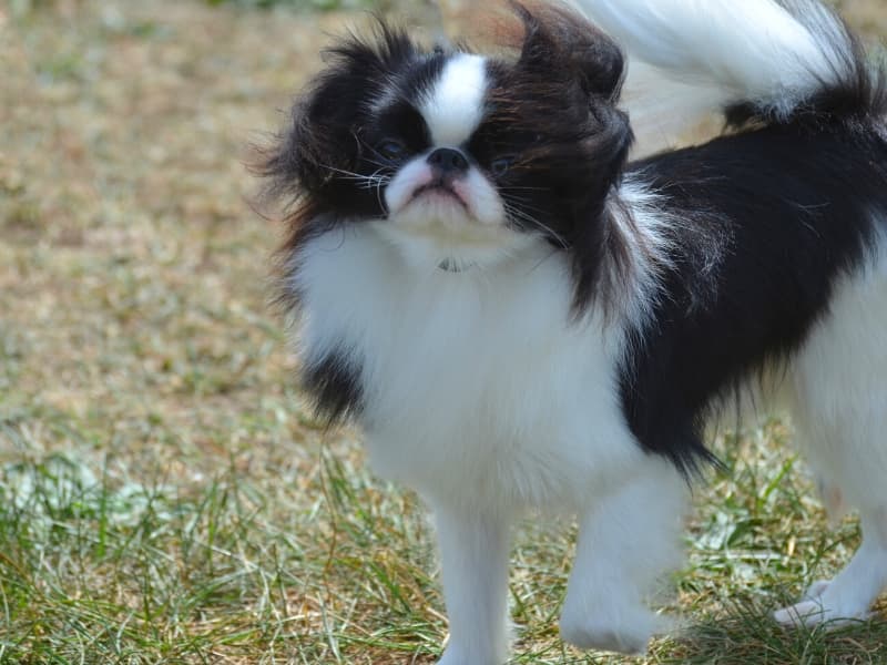 Black and white Japanese Chin standing outside on a windy day.