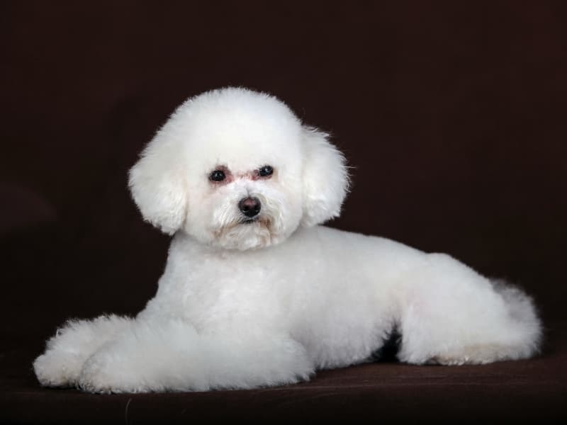 White Mini Poodle posing for a portrait with a black background.