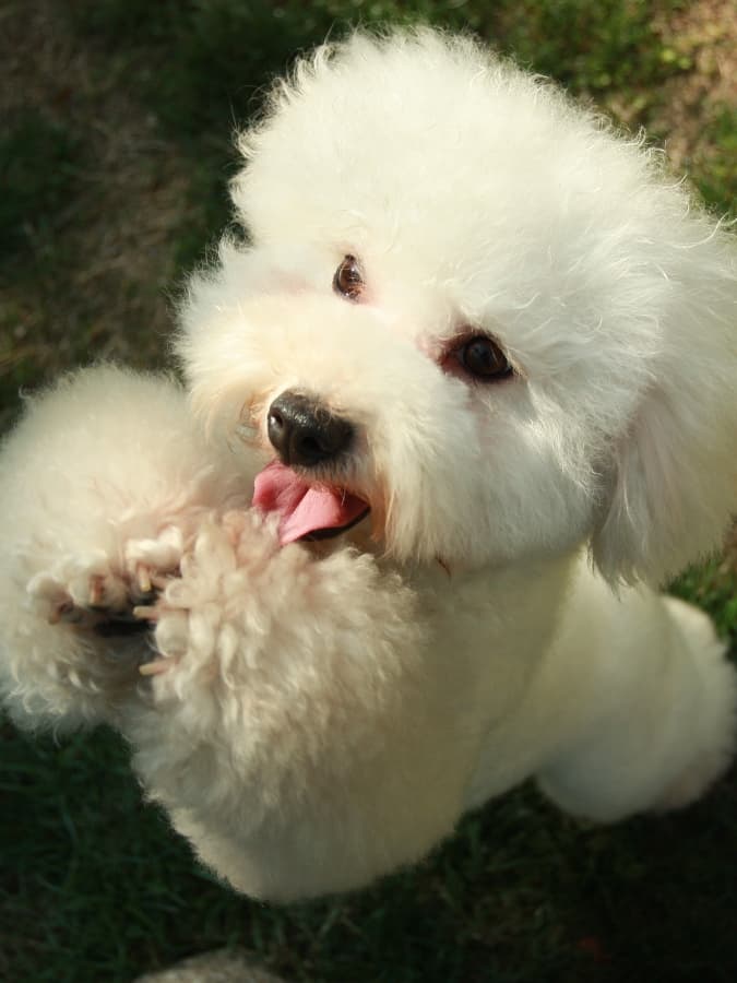 White Mini Poodle standing with his tongue out