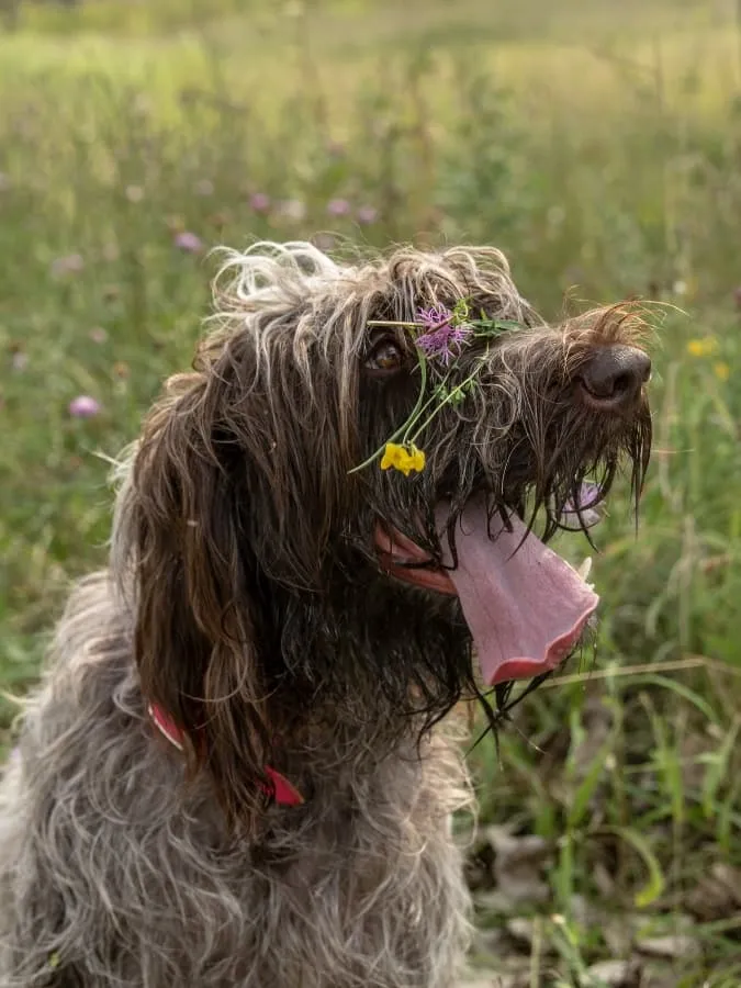 Wirehaired Pointing Griffon sitting upright in a field with his tongue hanging out