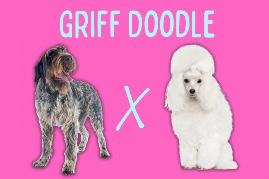 Wirehaired Pointing Griffon standing next to a Poodle with text above that says "Griff Doodle"