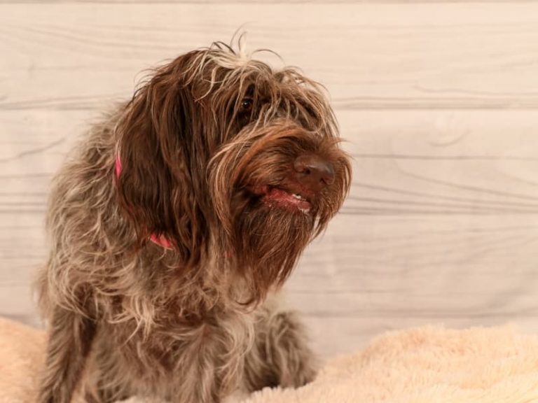 Griff Doodle Wirehaired Pointing Griffon Poodle Mix   Wirehaired Pointing Griffon Smiling 768x576 