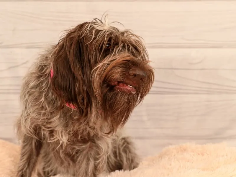 Wirehaired Pointing Griffon smiling for a picture