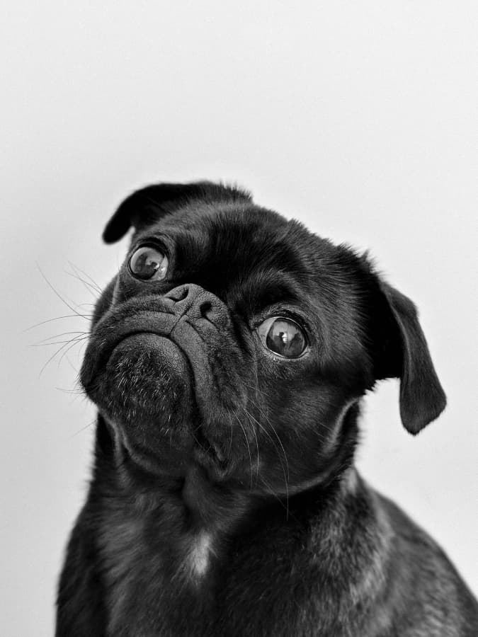 Portrait shot of the face and upper body of an adult black Pug.