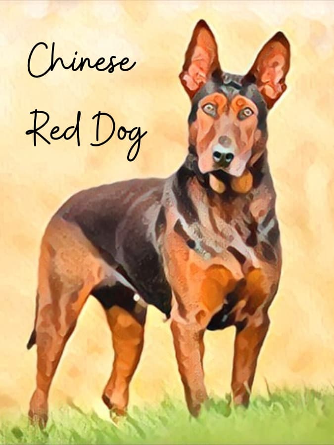 Artistic render of a Chinese Red Dog with text saying "Chinese Red Dog."