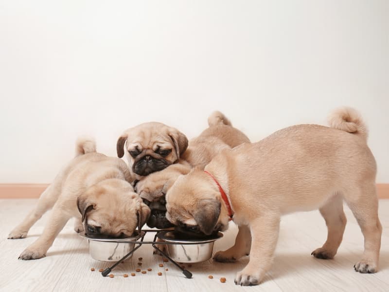 Four Pug puppies eating food from two metal bowls.