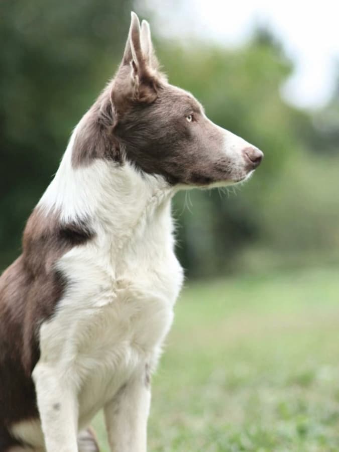 Border Collie with a lilac coat sitting upright and looking to the right.