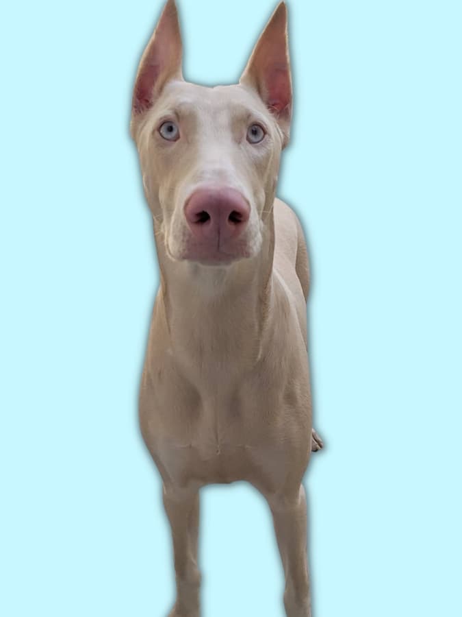 An Albino Doberman with light blue eyes and a light pink nose.