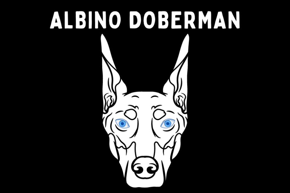 Graphic of an Albino Doberman with blue eyes and text above reading "Albino Doberman".