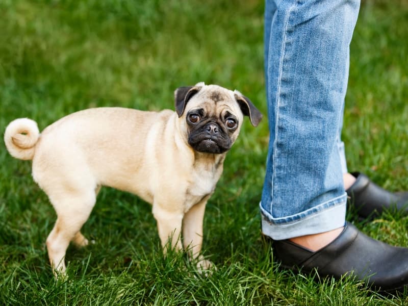Baby Pug standing outside in thick grass next to it's owners leg.