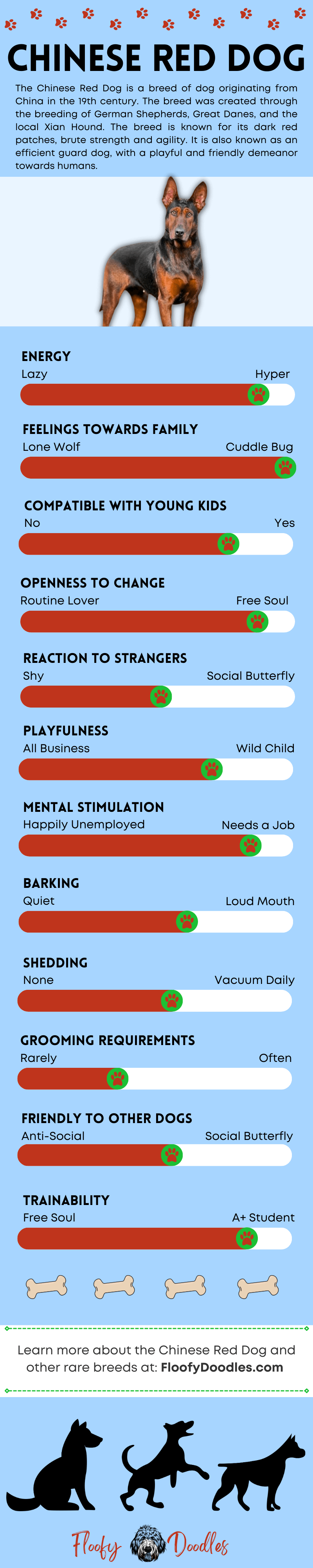 Visual summary of the traits and characteristics of the Chinese Red Dog.