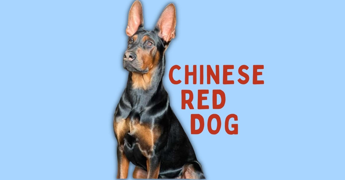 Chinese Red Dog: Meet the Protective Laizhou Hong