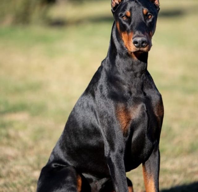 A black and tan doberman sitting on the grass.