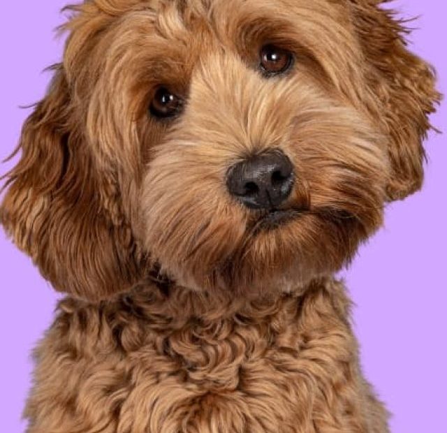 A brown dog is sitting in front of a purple background.