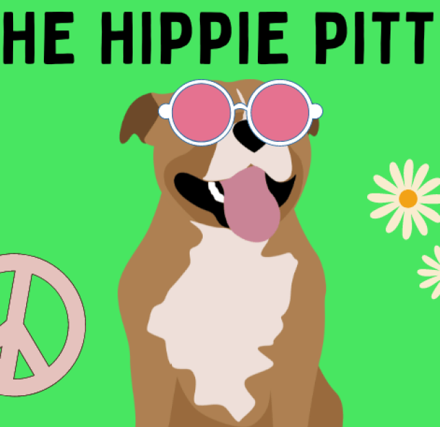 Fluffy pit bulls the hippie pit bulls.