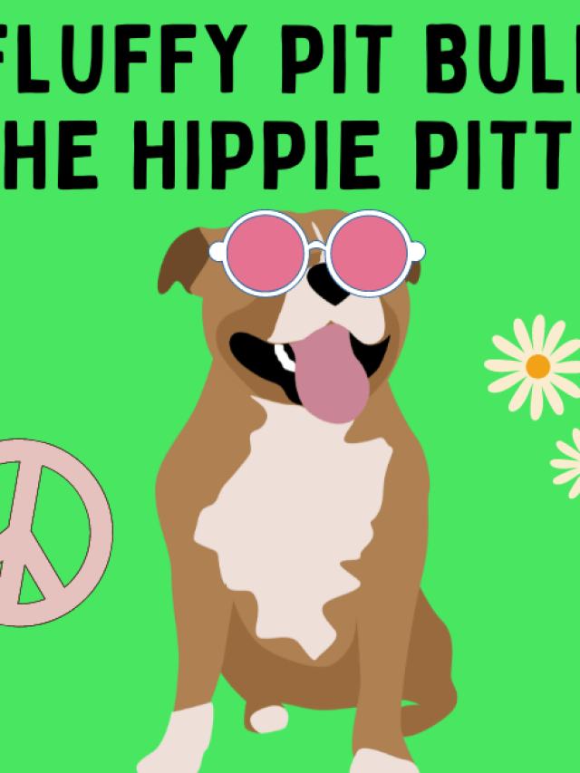 Fluffy Pit Bull: Meet the Hippie Pittie Story