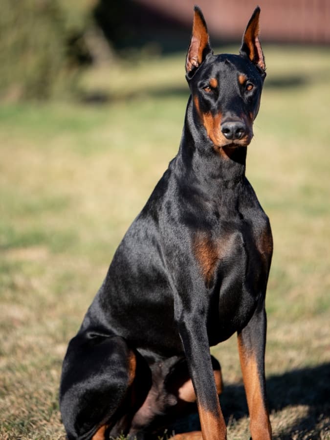 Doberman with a glistening black and rust coat.