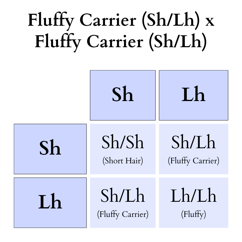 Punnett square showing genotypes for fluffy carrier crossed with fluffy carrier alleles.