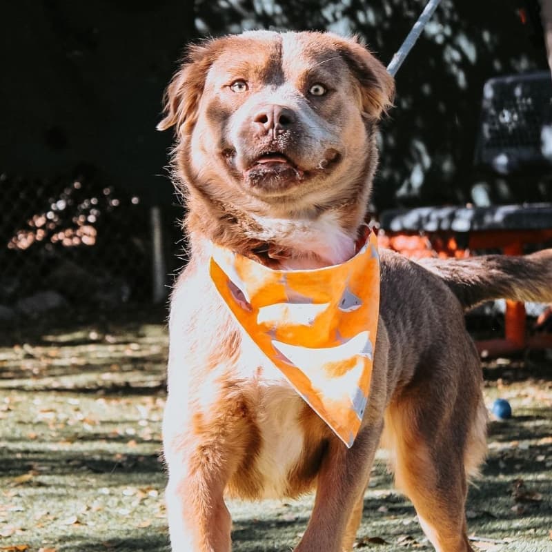 Adult long-haired Pit Bull wearing a bright orange bandana.