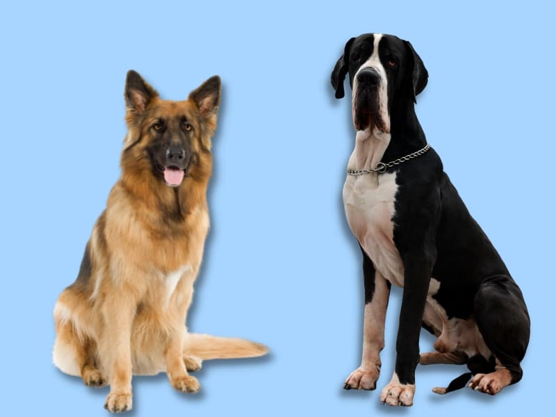 German Shepherd sitting next to a Great Dane.